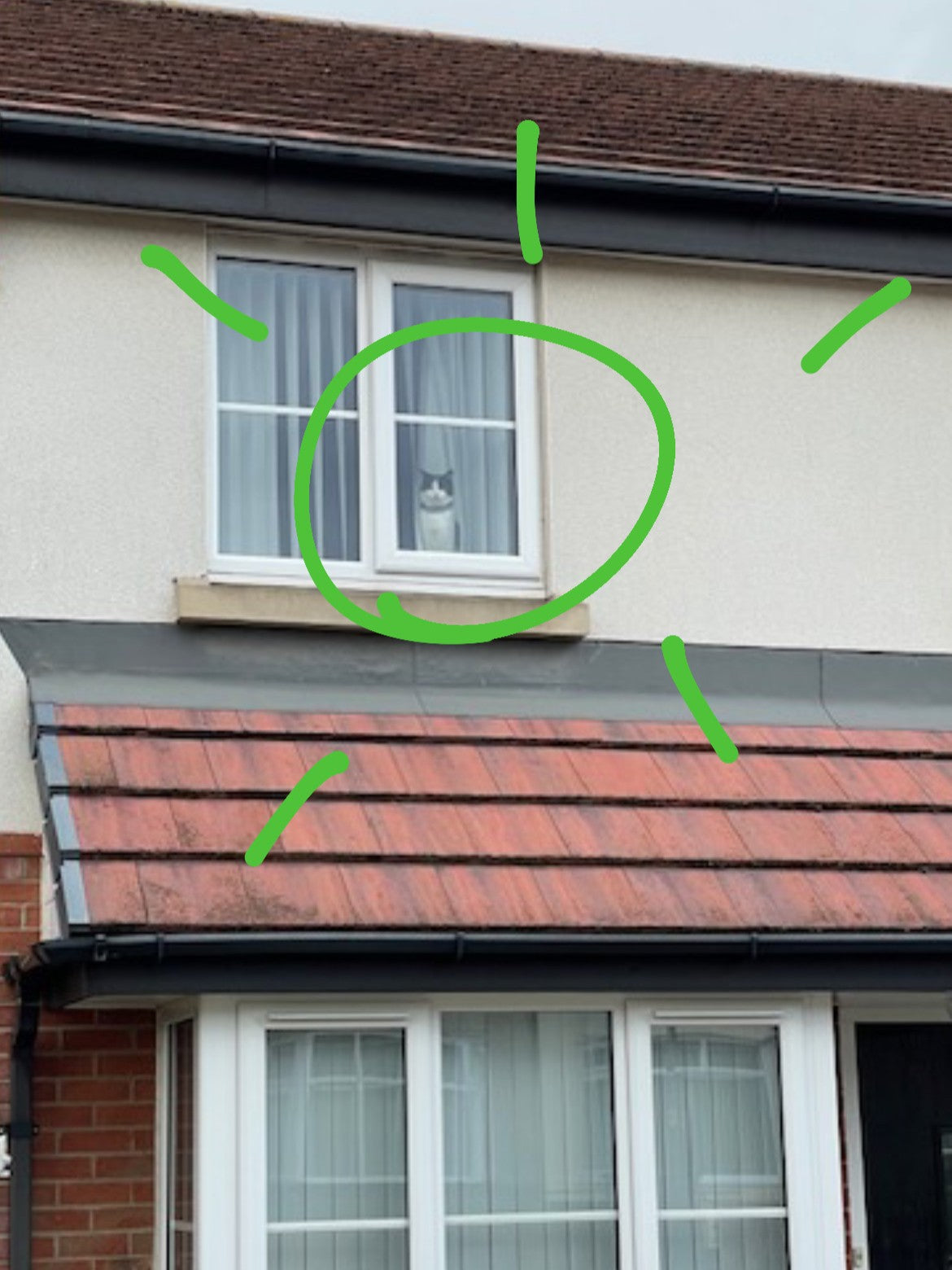 Meowing to be rescued from a stranger's bedroom