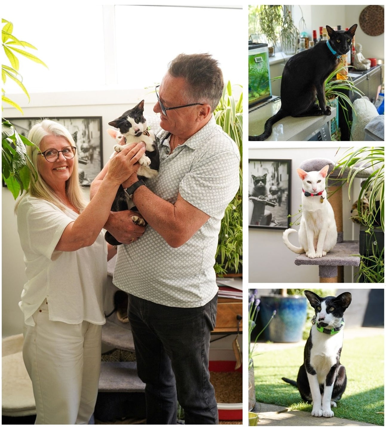 Our cats wearing petTracer GPS & Radio tracker for cats