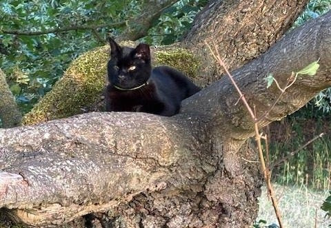 Black cat wearing peTtracer GPS Tracker