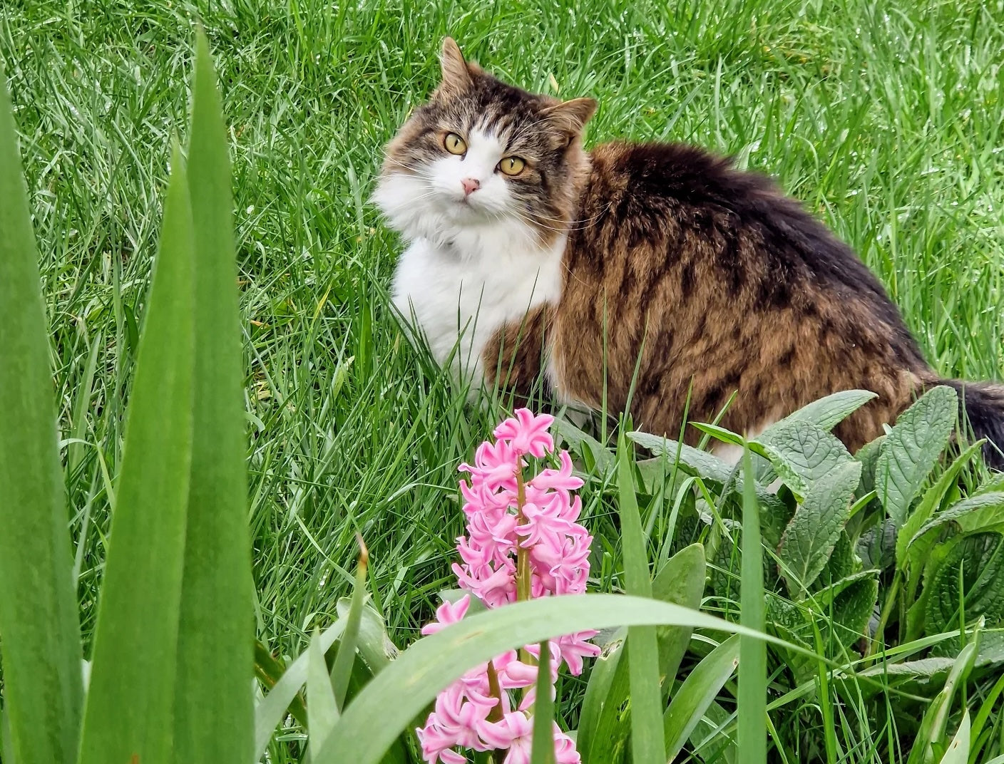 Cats wearing small tracker for cats petTracer